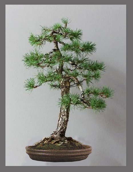 k-silvestris 1 Kopie.jpg