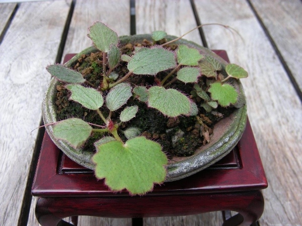 Saxifraga stolonifera Tricolor