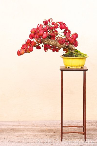 shohin autumn 2013.jpg