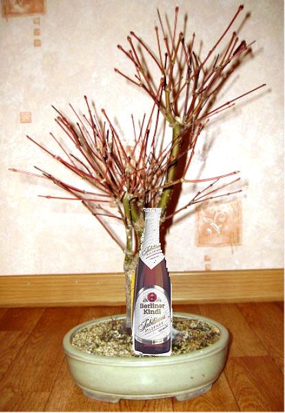 Pflanzung mit Flasche ;)