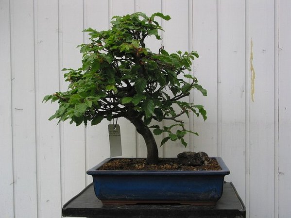 Mai 2003