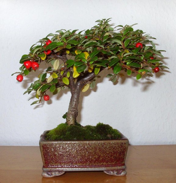 Cotoneaster1_2013-05small.jpg