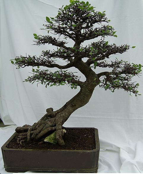 Ulmus parvifolia 35 Jahre