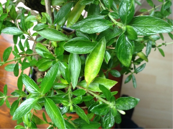 Serissa 2