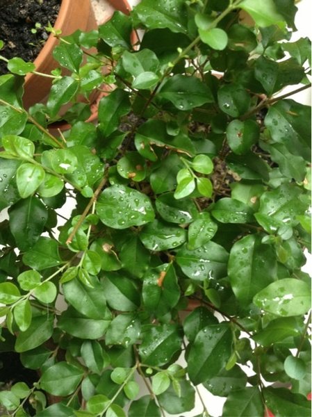 Liguster braune flecken