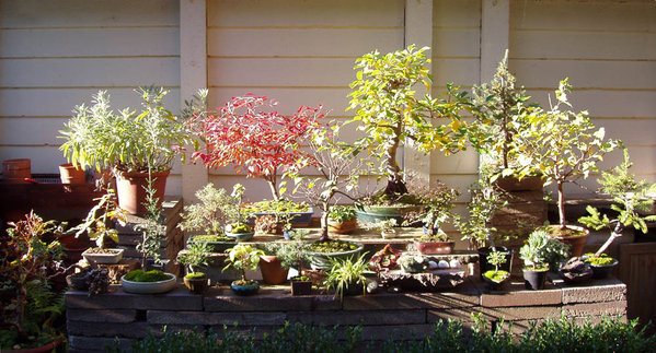 die Sonnenriege im Bonsai-Garten