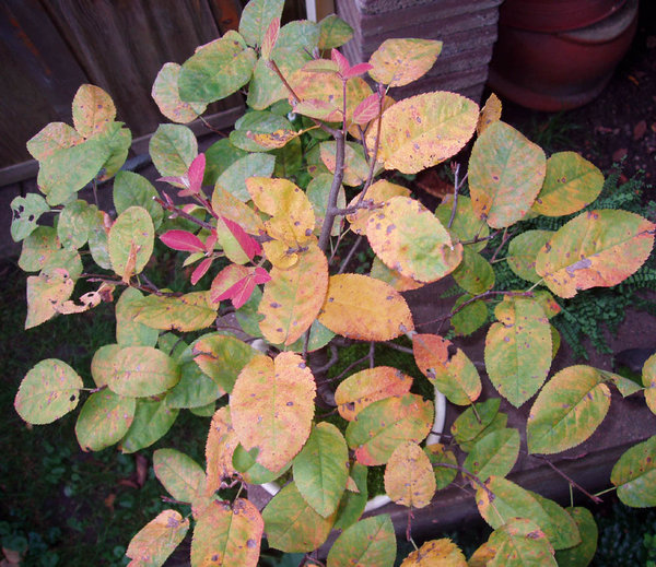 für diese Farben halte und liebe ich die Felsenbirne