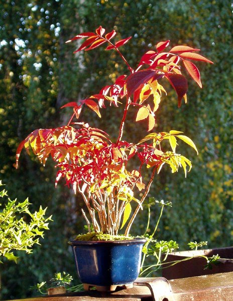 meine kleinen Essigbäumchen - Rhus succedanea