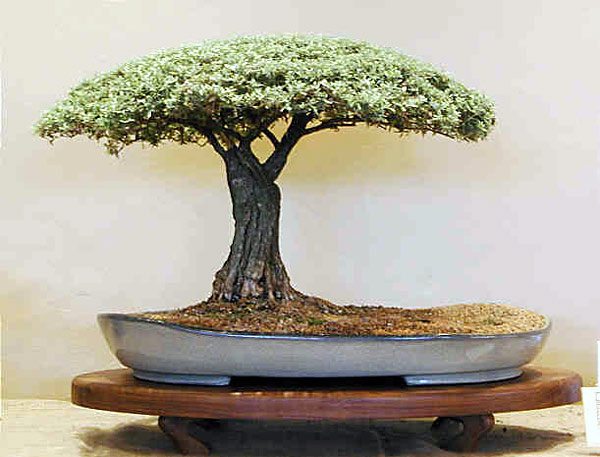 Buddleia in Akazienform