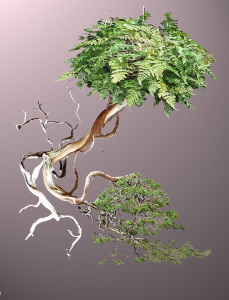 Bonsai-Ampel.jpg