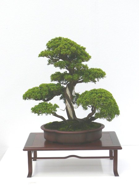 Itoigawa-Wacholder
