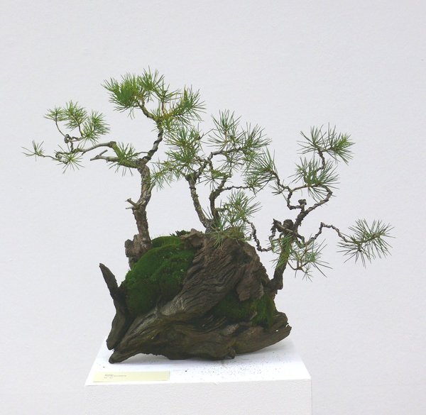 Waldkiefern auf Holz