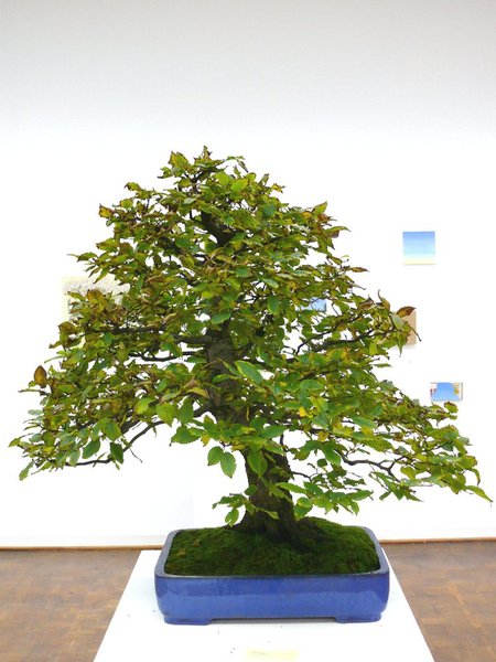 Riesige Hainbuche