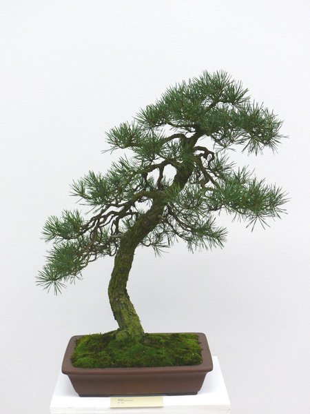 Waldkiefer