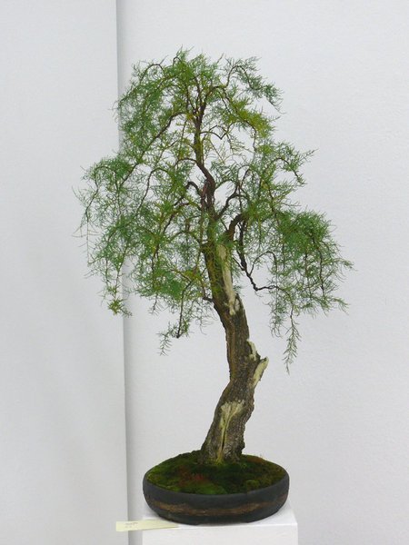 Tamariske