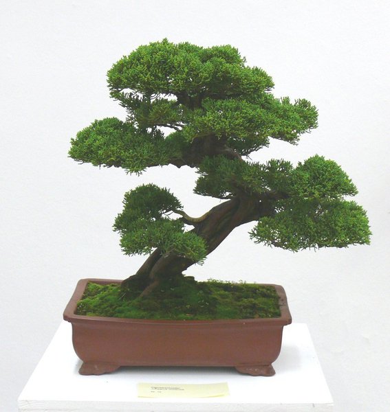 Itoigawa-Wacholder