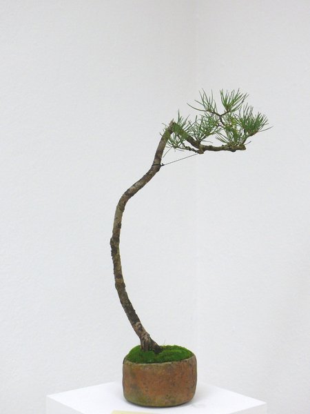 Minimalistische Waldkiefer