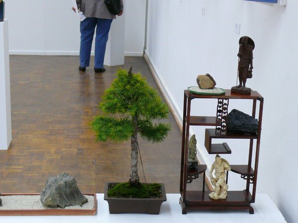 Lärche mit Asiatika