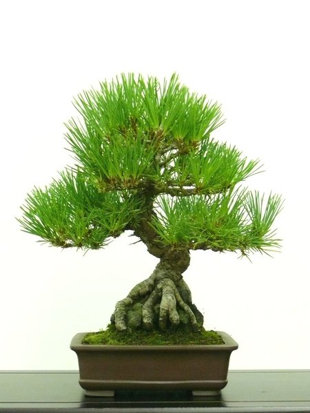 Shohin-Schwarzkiefer auf Stein
