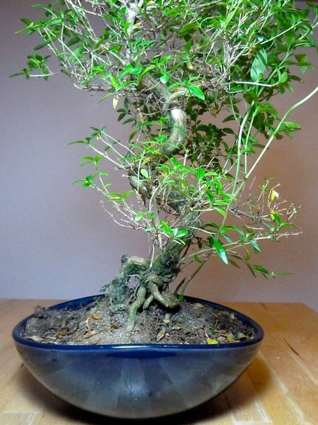 Serissa Foetida Nr.3