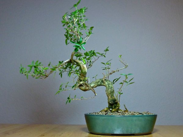 Serissa Foetida Nr.3