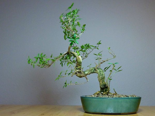 Serissa Foetida Nr.3