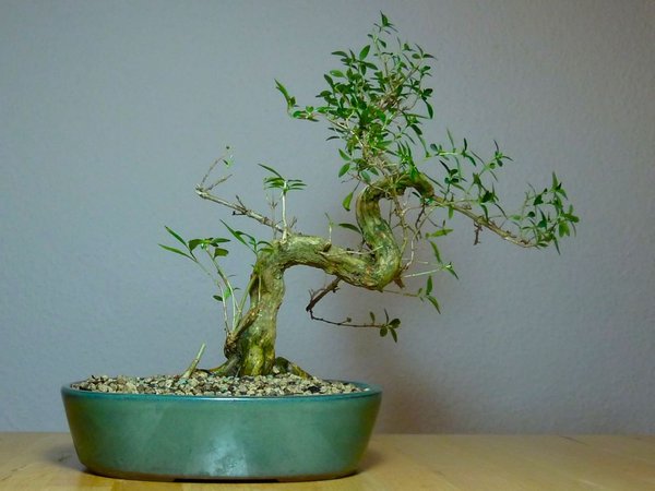 Serissa Foetida Nr.3