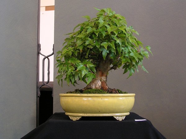 Dreispitzahorn, Shohin