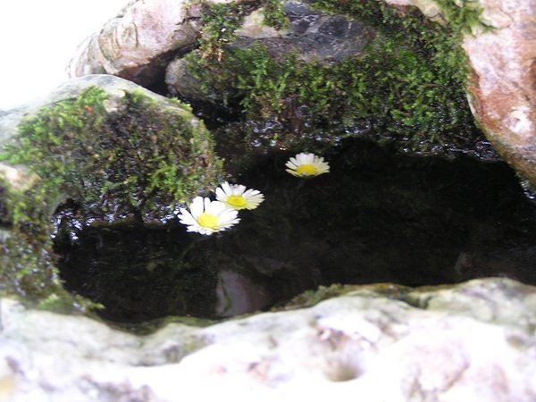 Wasserbeckenstein unter Dreispitzahorn