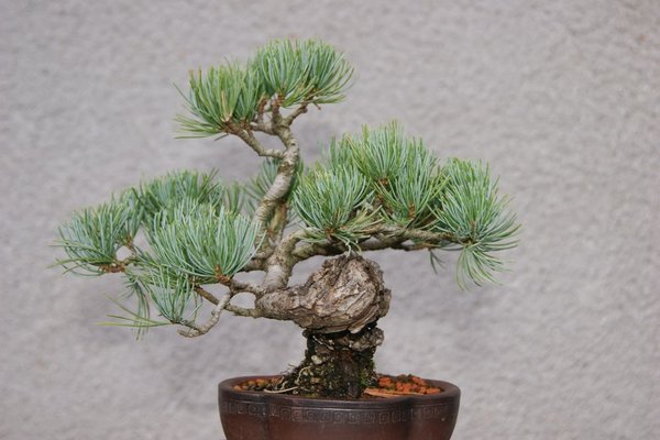 Pinus_1_0.jpg