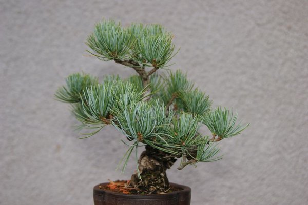 Pinus_3_90.jpg