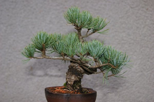 Pinus_4_125.jpg