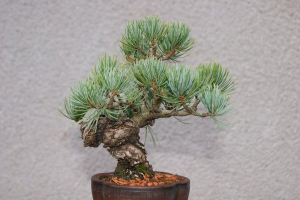 Pinus_7_270.jpg