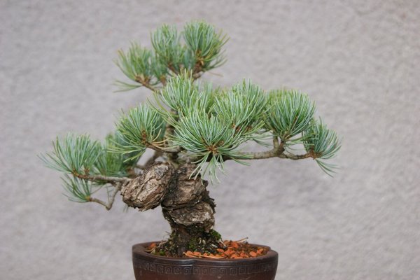 Pinus_8_315.jpg