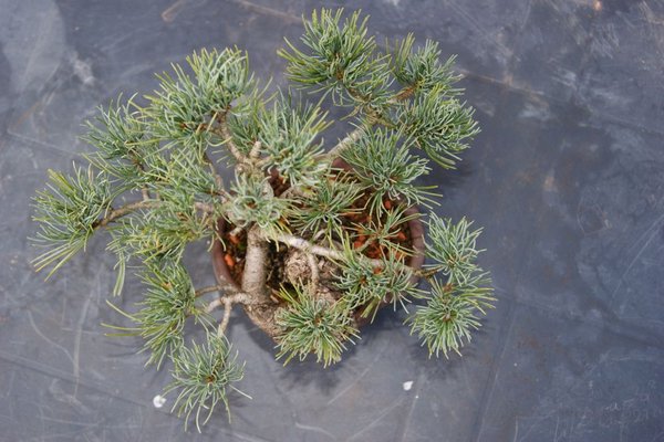 Pinus_100_top.jpg