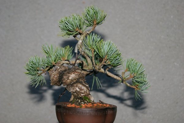 Pinus_200_Licht.jpg