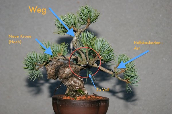 Pinus_200_Licht Kopie.jpg