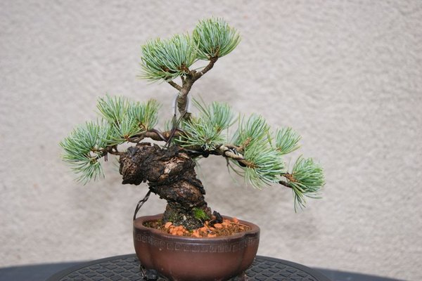 Pinus_300_Licht.jpg