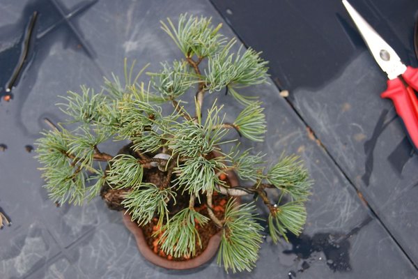Pinus_310_Licht_oben.jpg