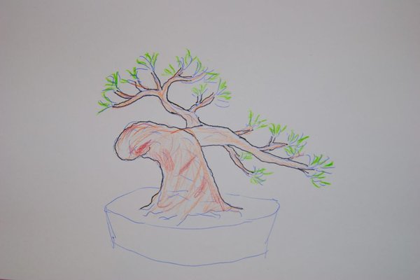 Pinus_320_Sketch.jpg