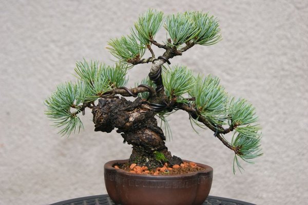 Pinus_400.jpg