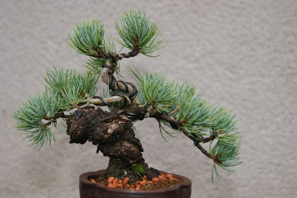 Pinus_500.jpg