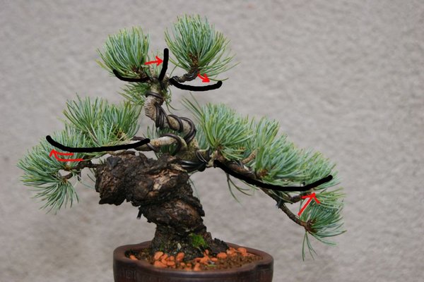 Pinus_500_b.jpg