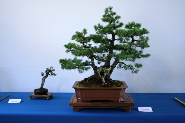 comp_IMG_0083.jpg