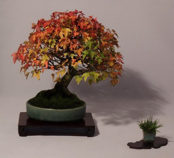 Dreispitzahorn Shohin im Herbst 2013