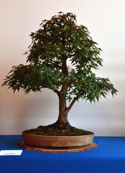 Acer palmatum.jpg