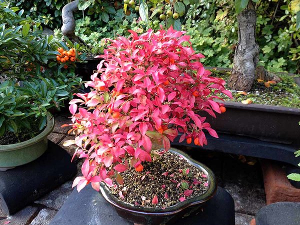 bonsai2a.jpg