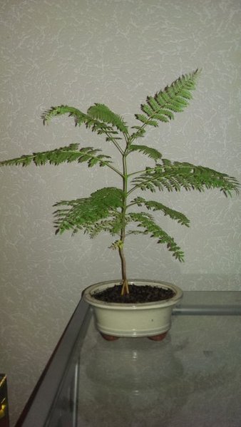 Jacaranda