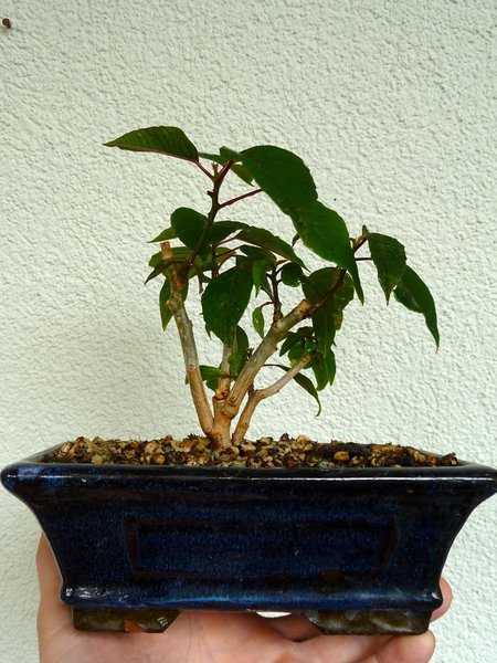 P1100262.jpg