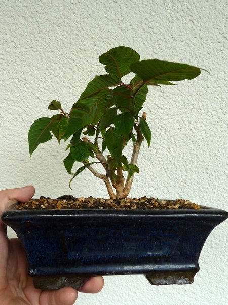 P1100263.jpg